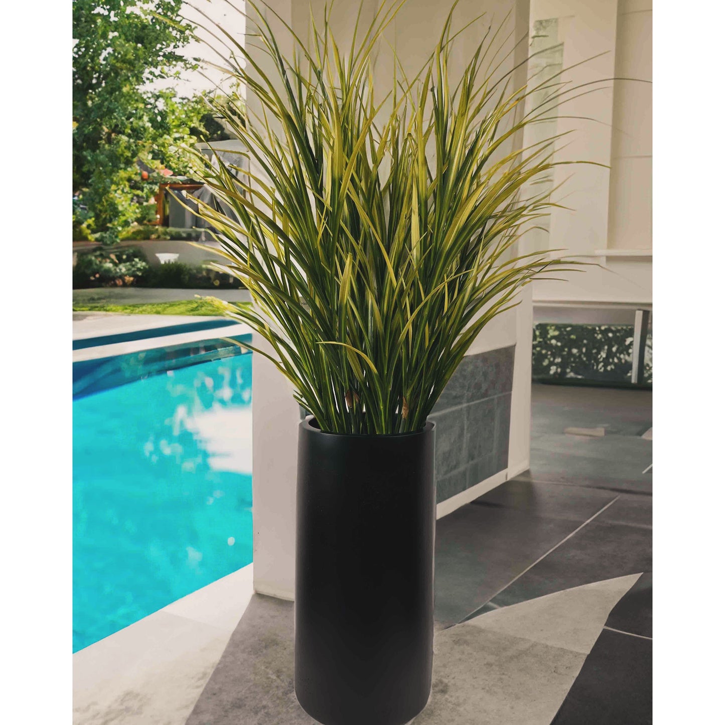 Maze Grass Potted Plant
