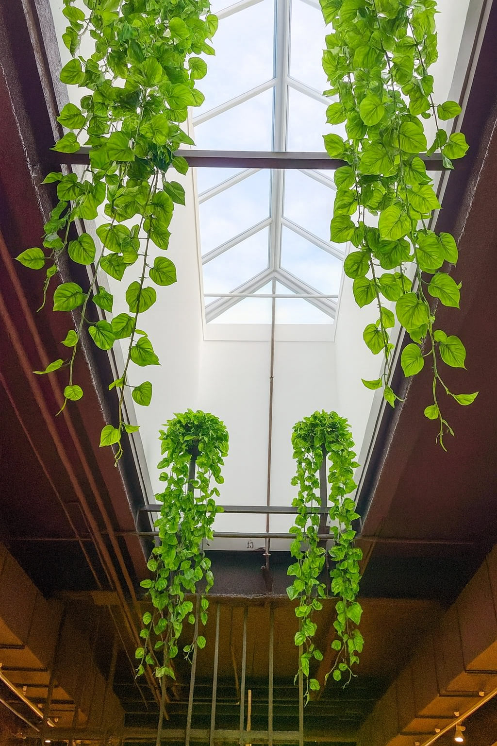 Green plants hanging from the ceiling in a building with a skylight.