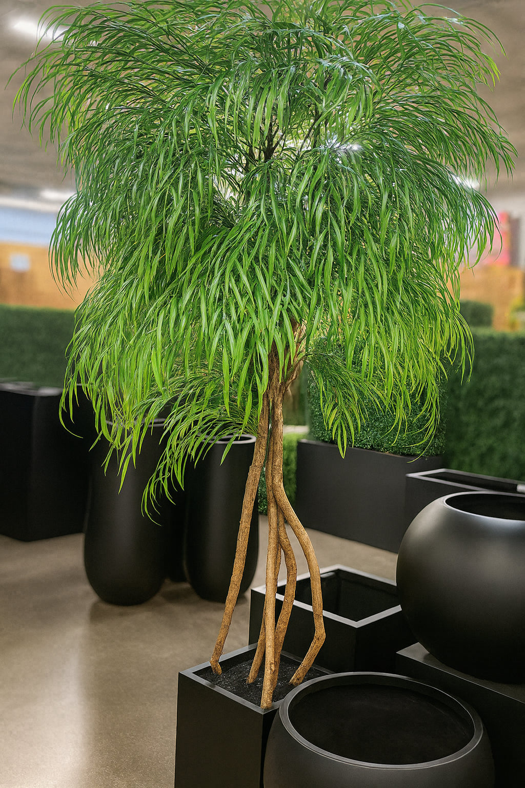 Green potted plant in a room with other plants and furniture