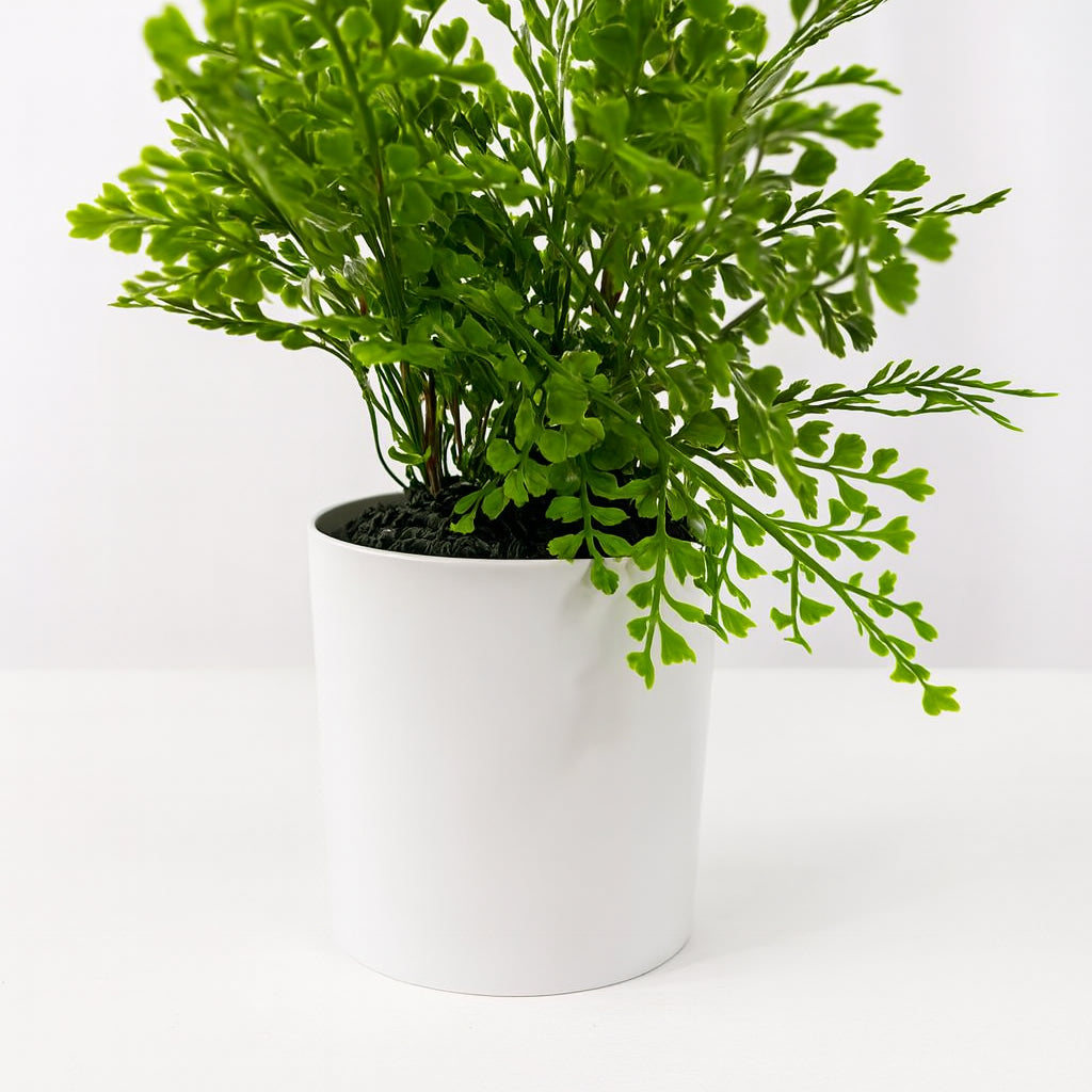 Potted green fern plant on a white background