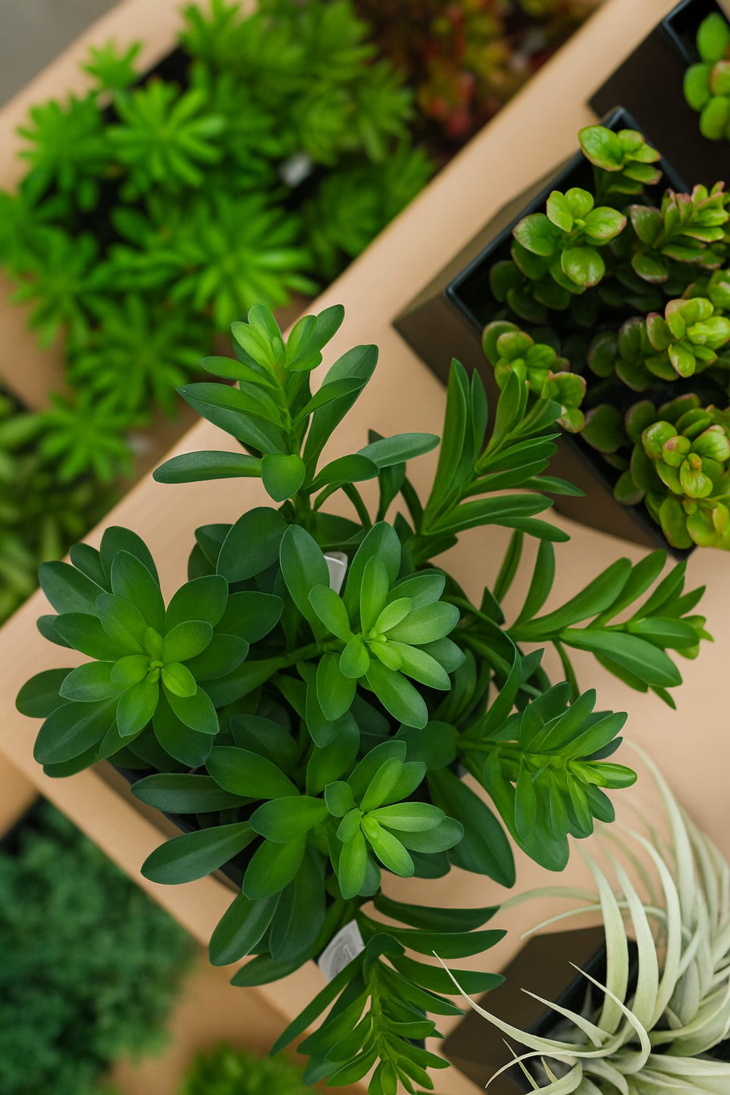 Close-up of a green potted plant on a wooden shelf with other plants in the background.