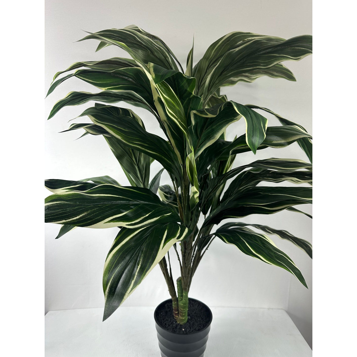 Cordyline Plant