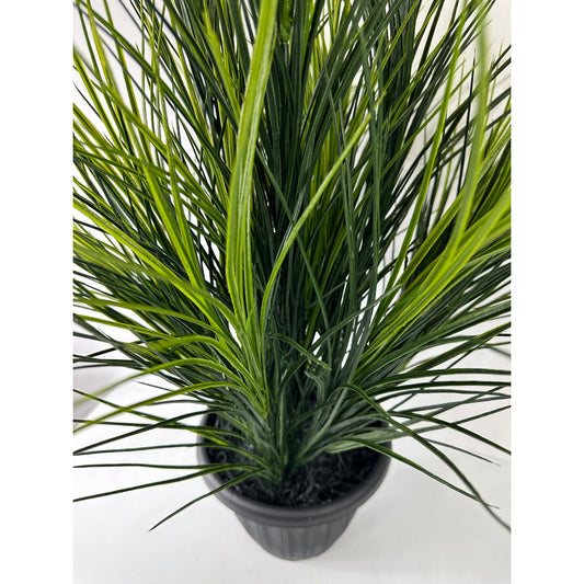 Wheat Grass Potted Triple Set