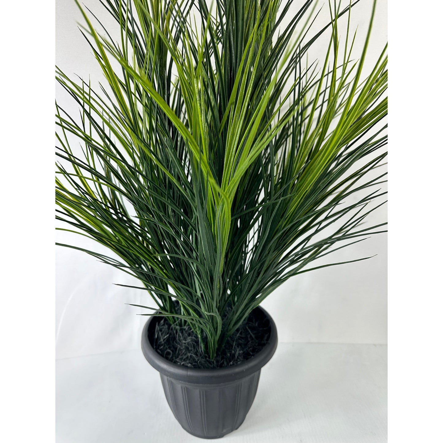 Wheat Grass Potted Triple Set