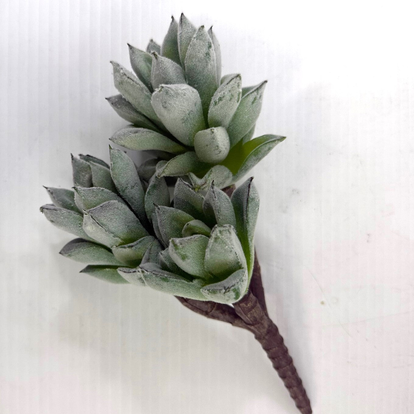 Frosted Pineapple succulent (set of three)
