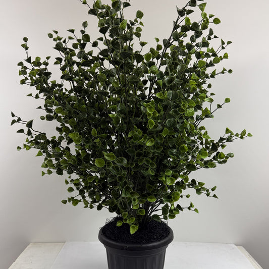 Leafy Spurge extra large double