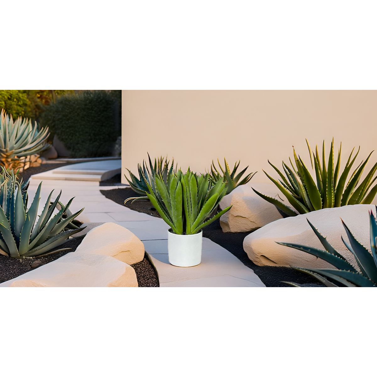 Aloe X3 with Planter