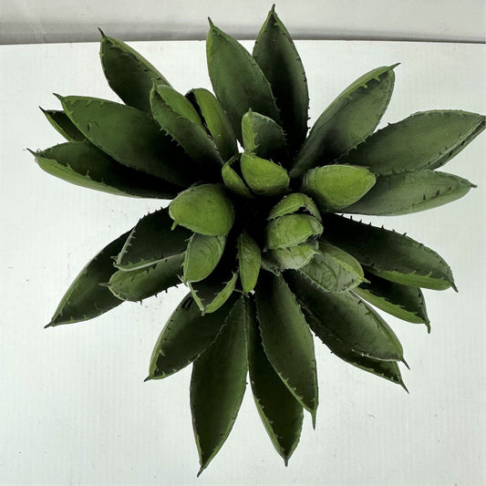 Aloe X3 with Planter