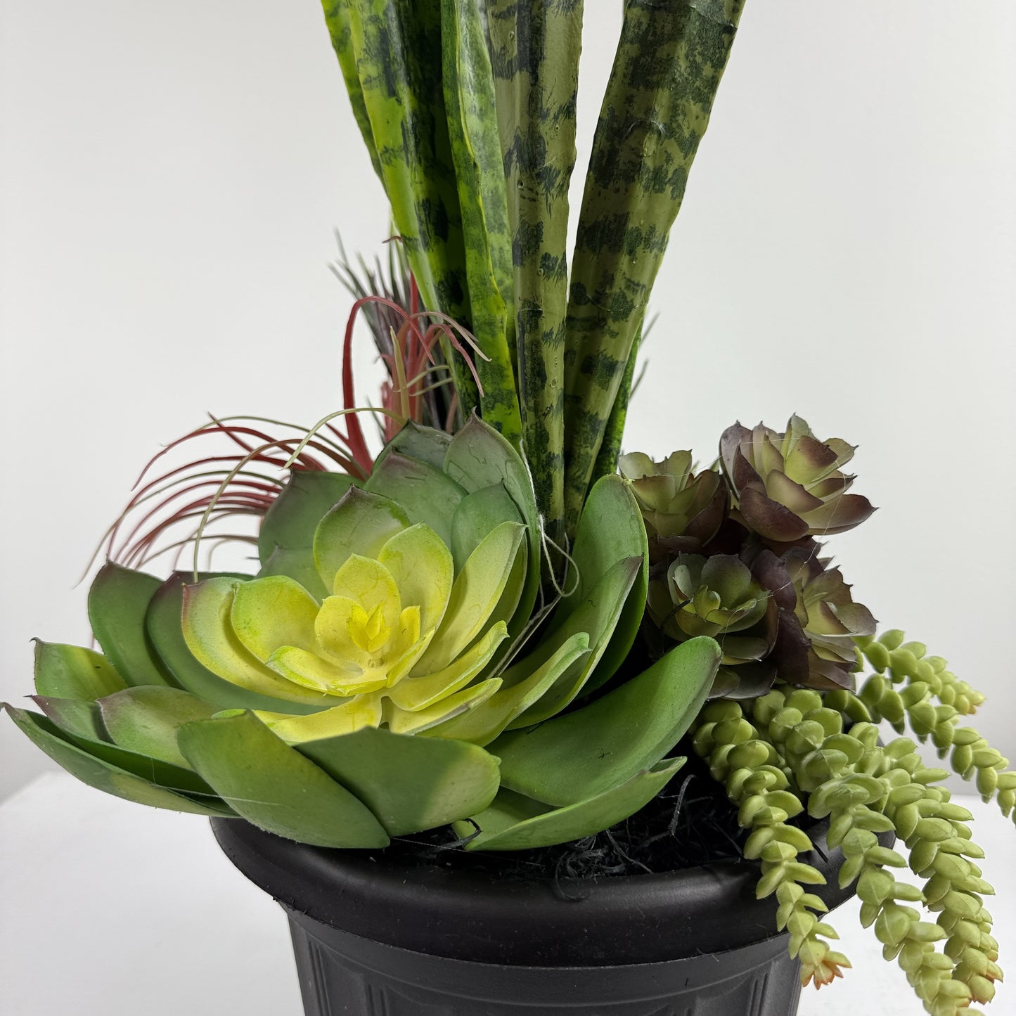Arizona Succulent Insert