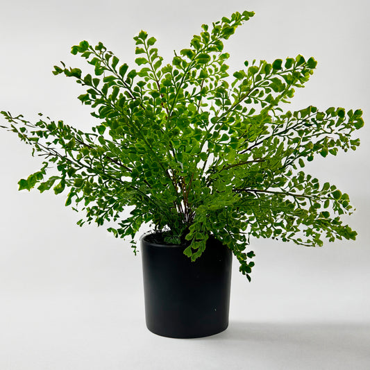Moss Fern