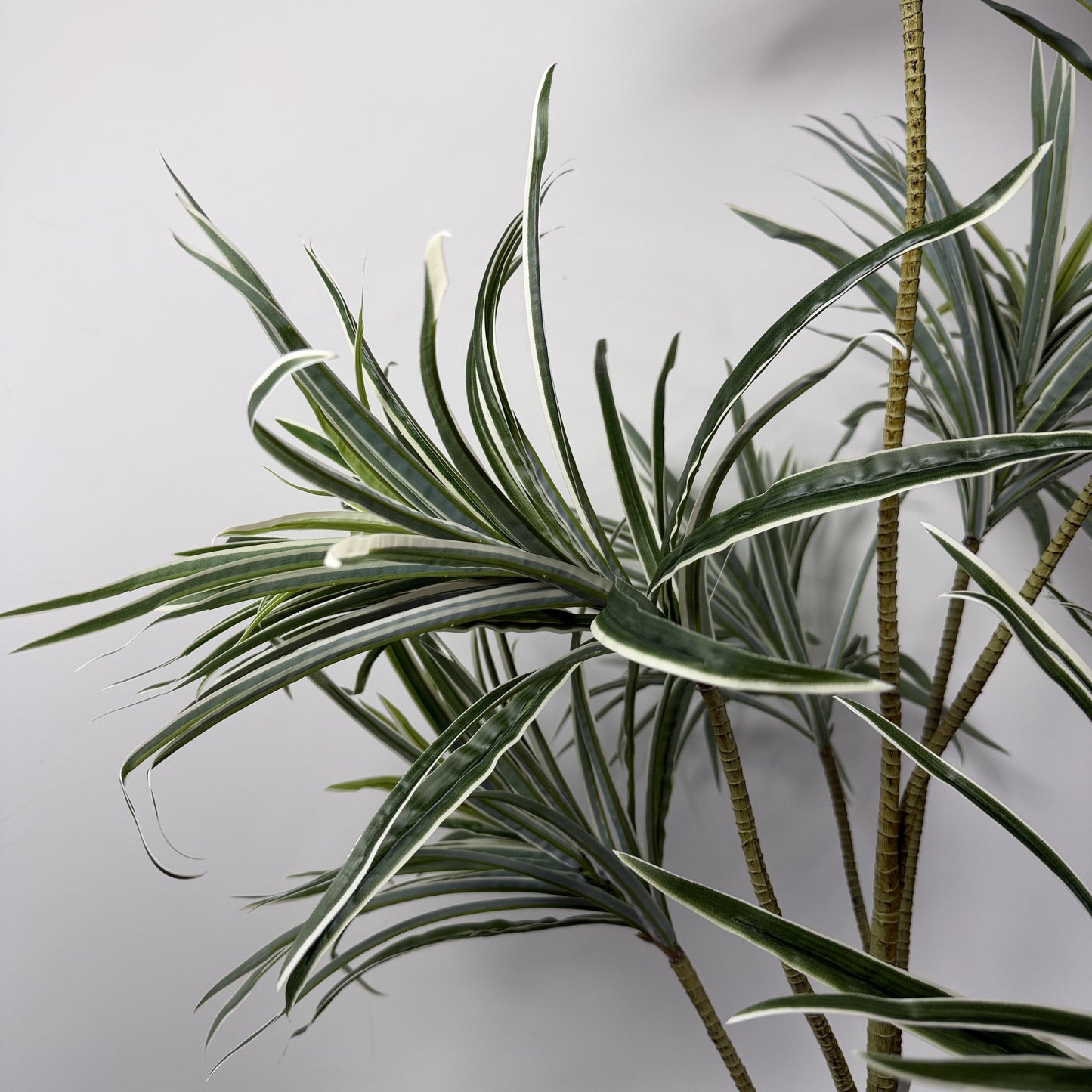 Dracaena adjustable Trunk 53"