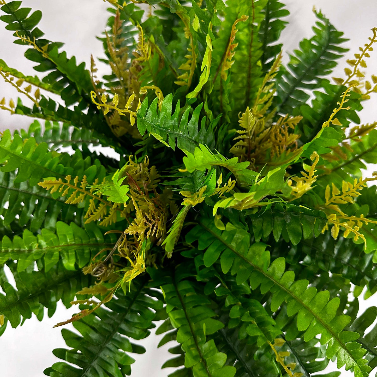 UV Protected Garden Fern Triple