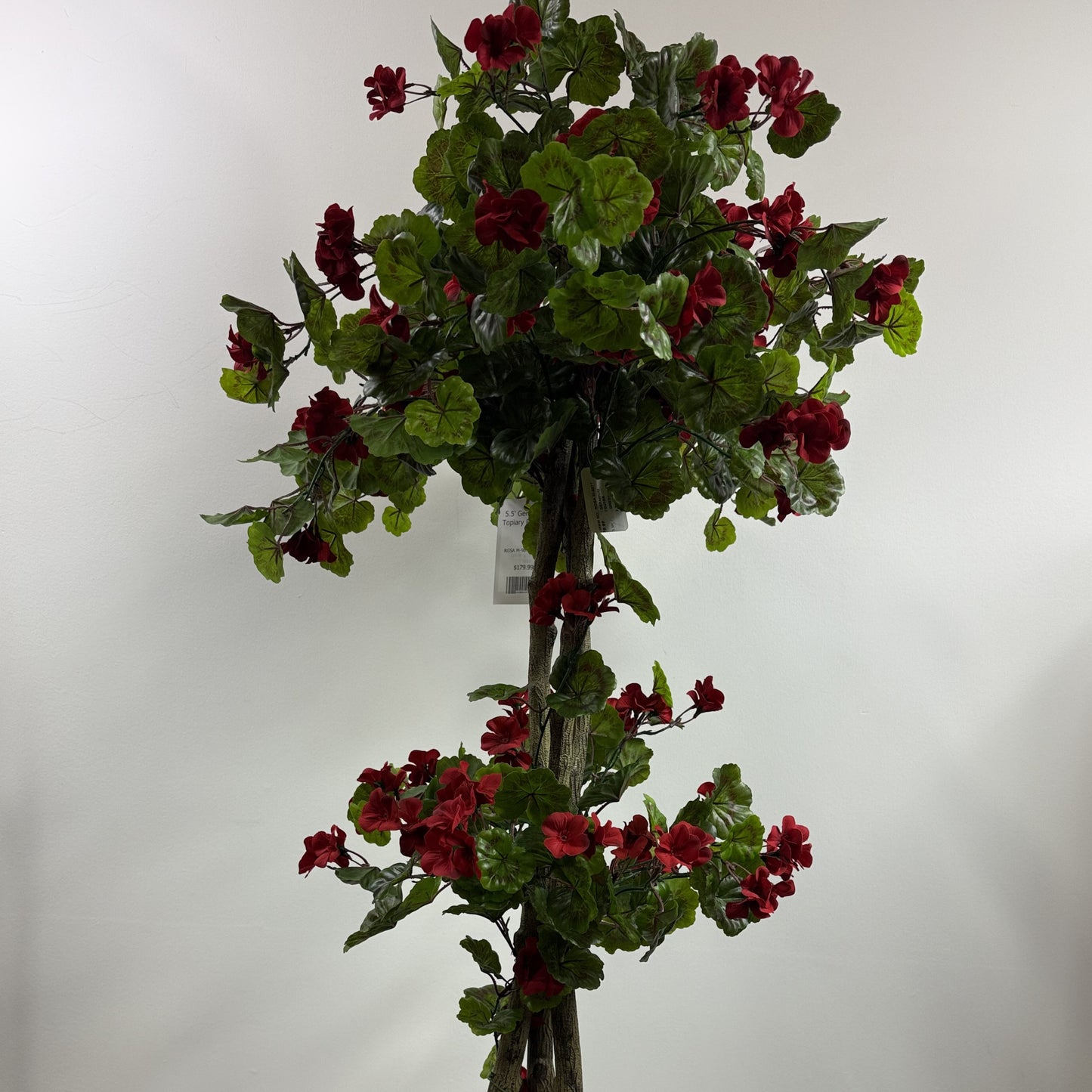 Geranium topiary flowering 5.5'