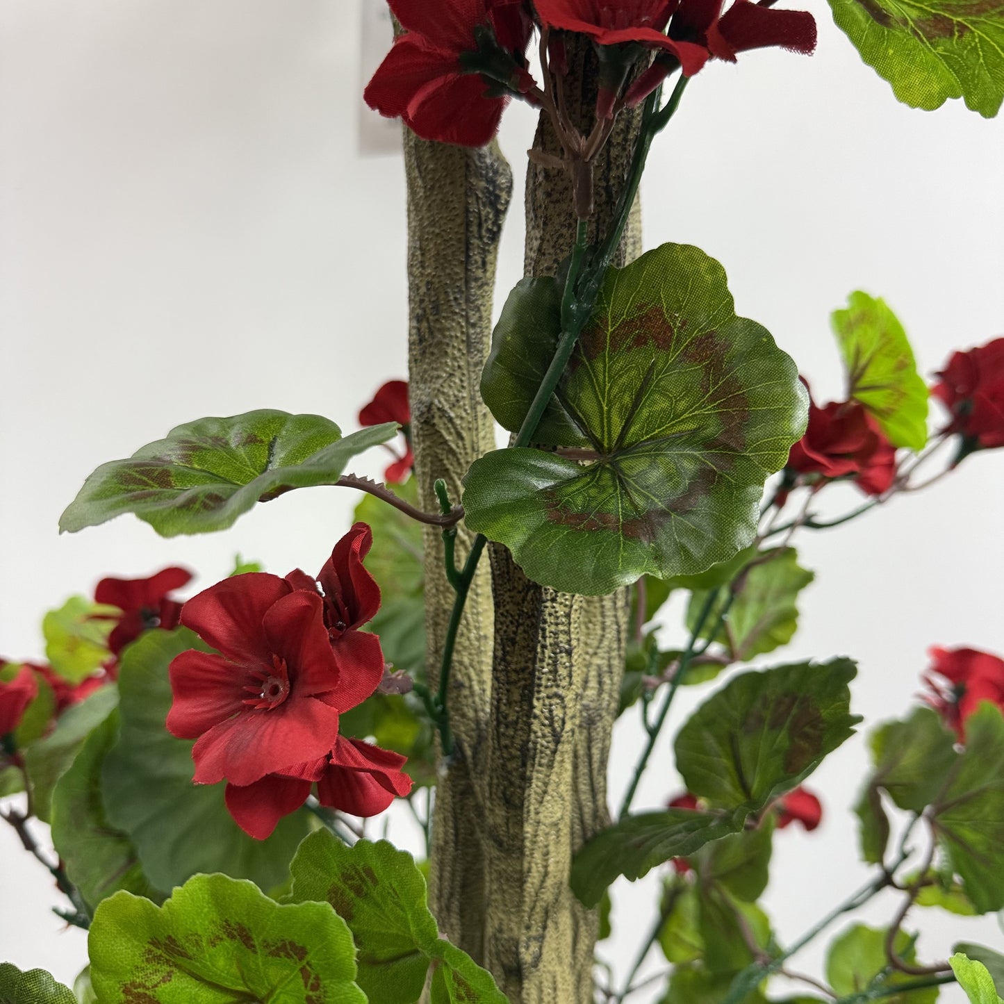 Geranium topiary flowering 5.5'