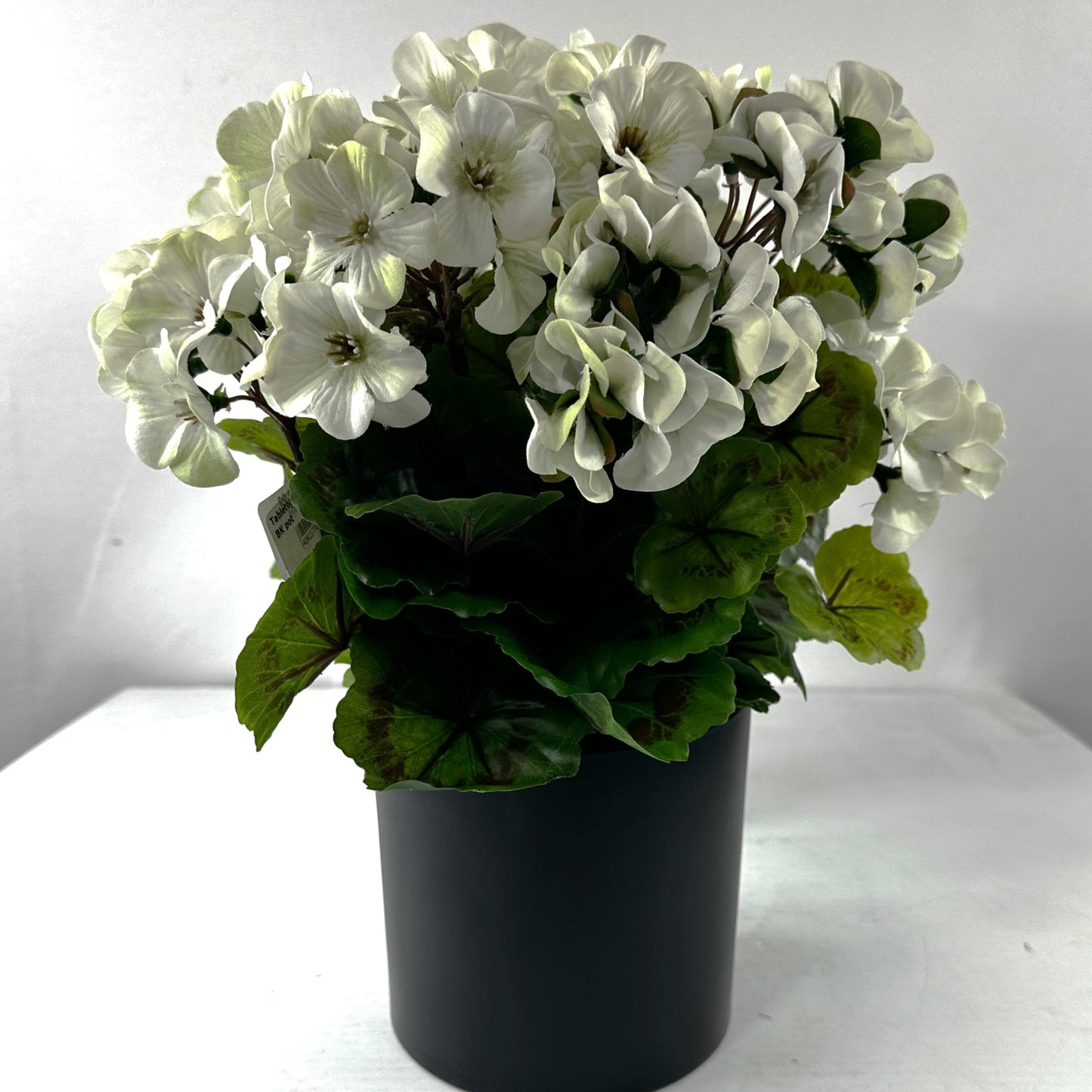 Tabletop Geraniums (set of two)