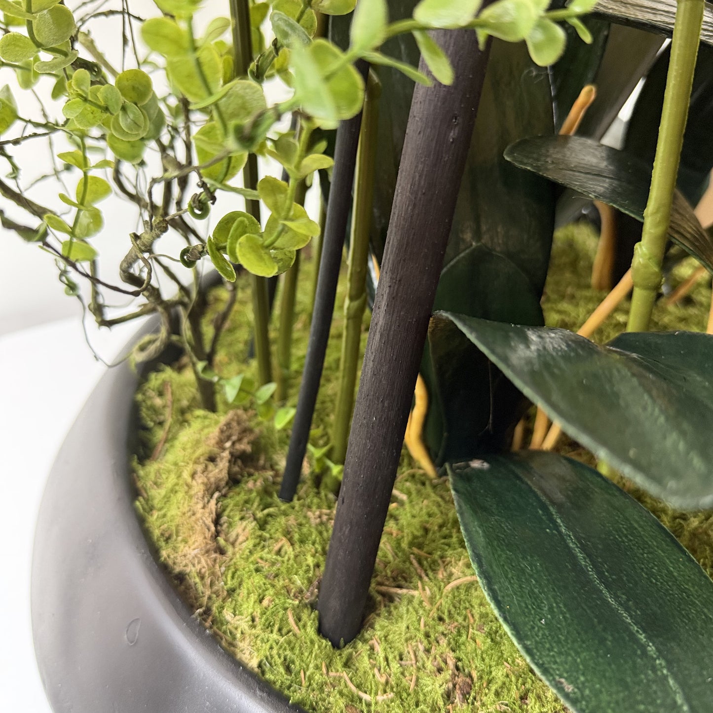 Island Grand entrance orchid ( instore pickup only )