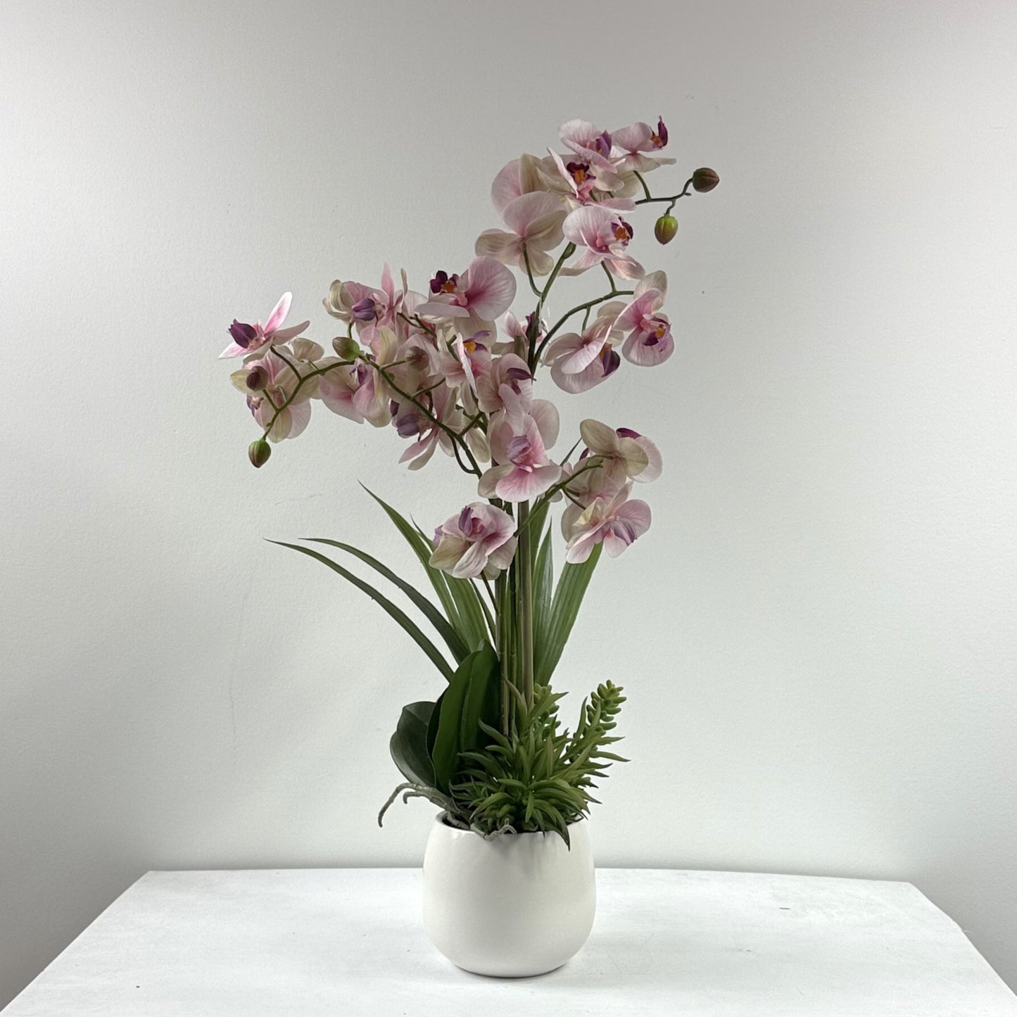 Lipstick orchid with succulents 25"