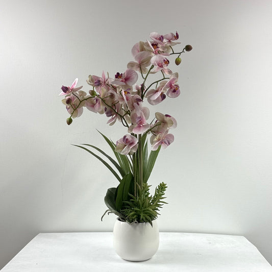 Lipstick orchid with succulents 25"