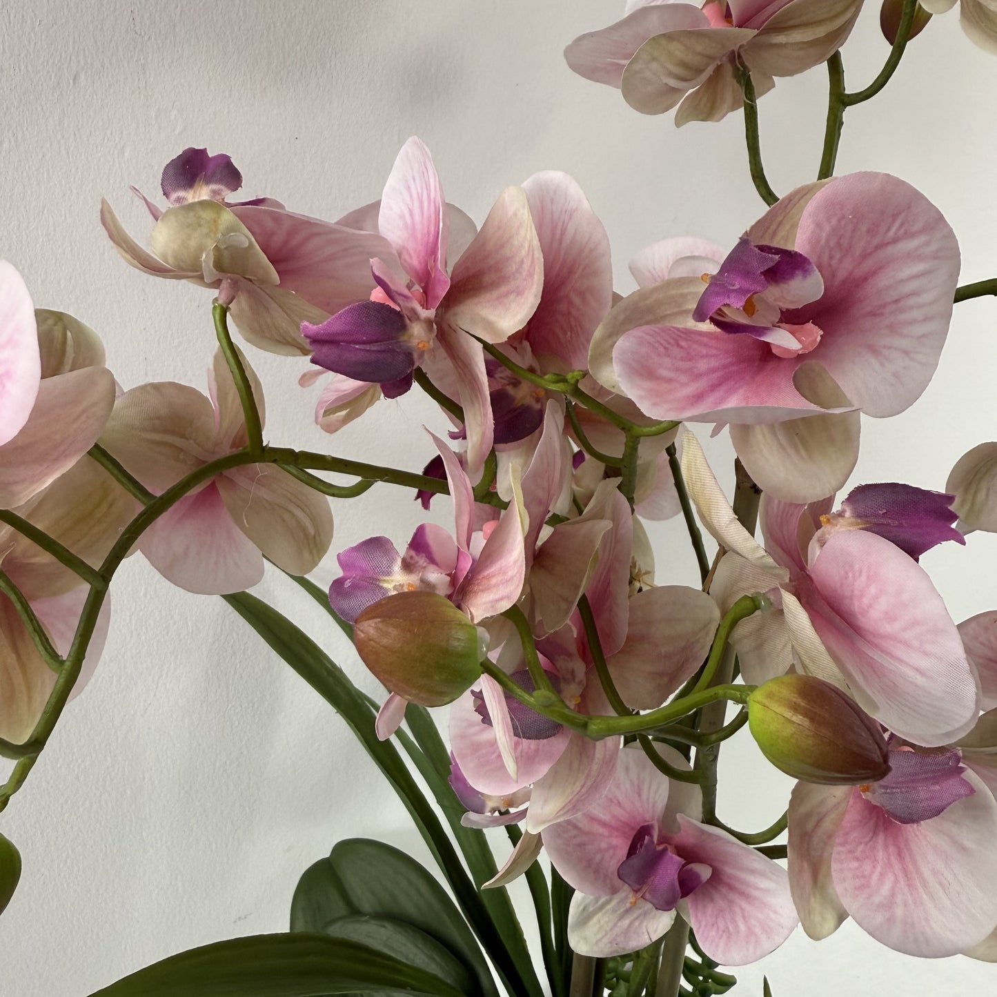 Lipstick orchid with succulents 25"