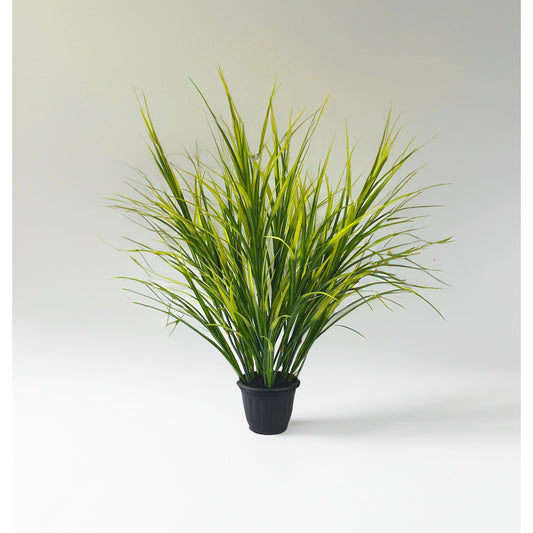 Maze Grass Potted Plant