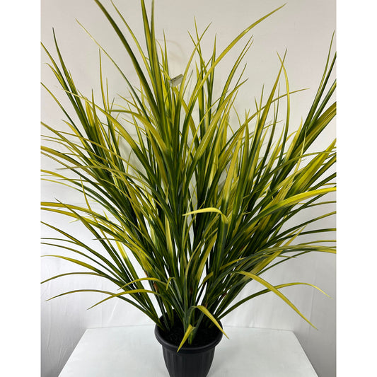 Maze Grass Potted Plant