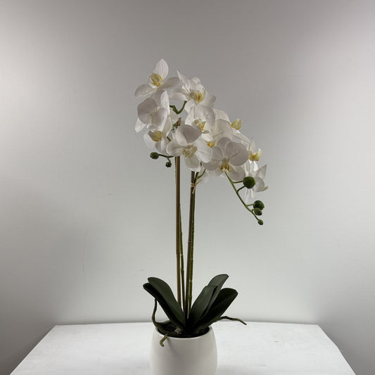 Mini orchid w vase 24"