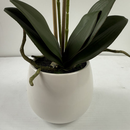 Mini orchid w vase 24"