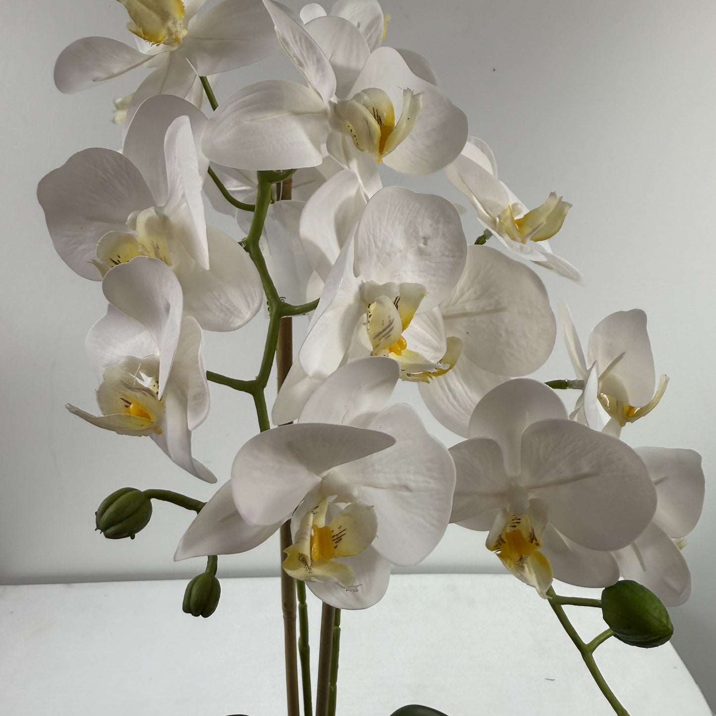 Mini orchid w vase 24"