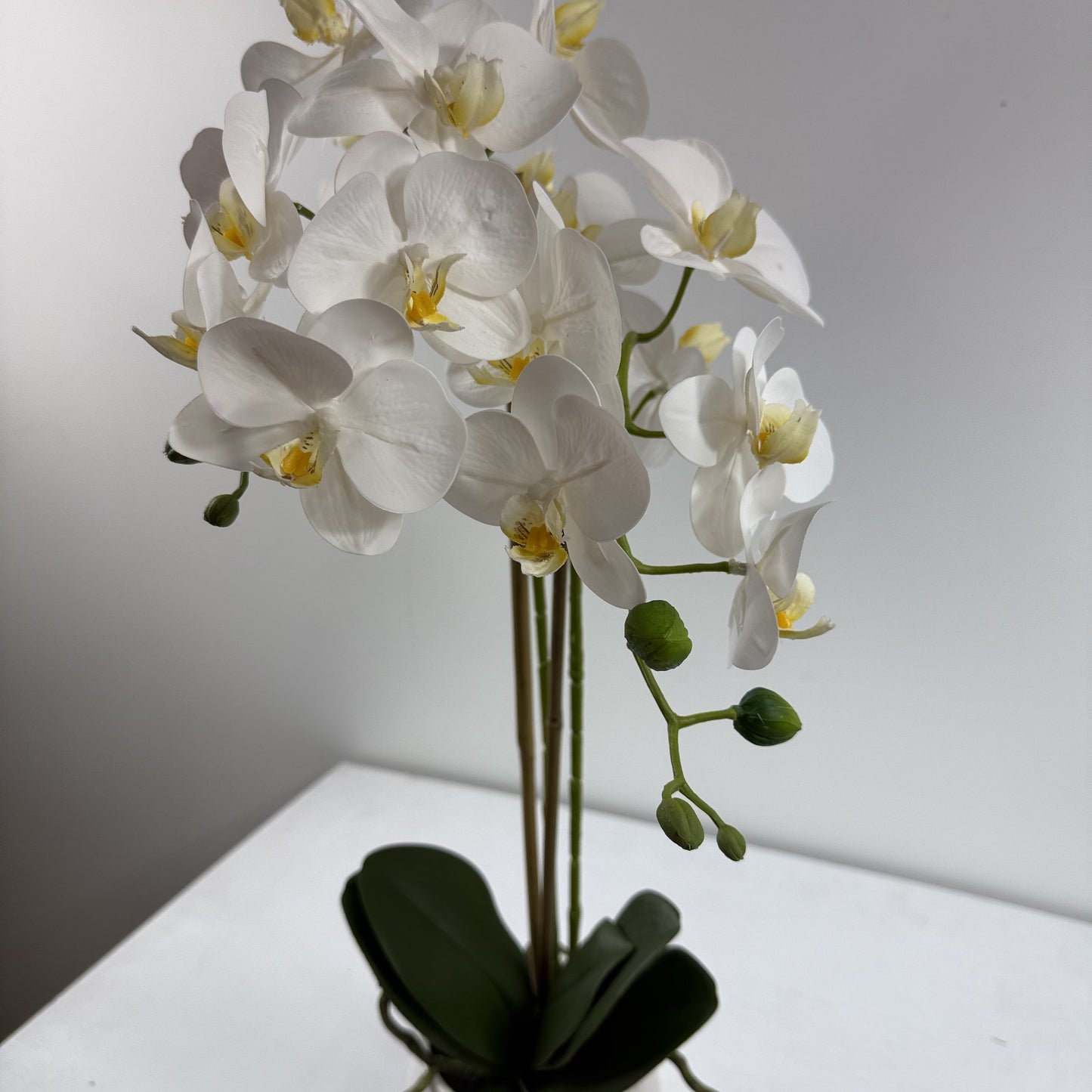 Mini orchid w vase 24"