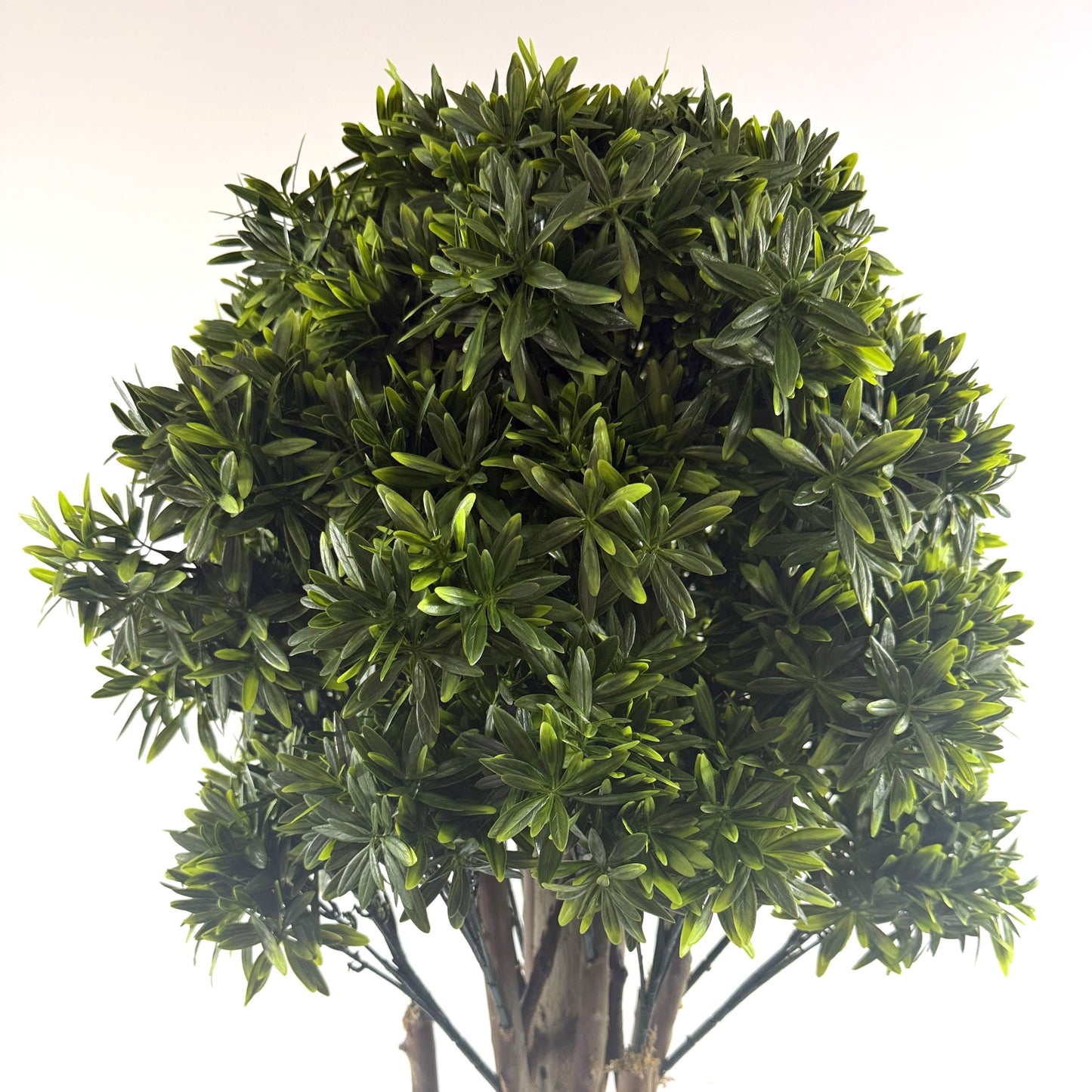 Mini Rivera topiary 49"