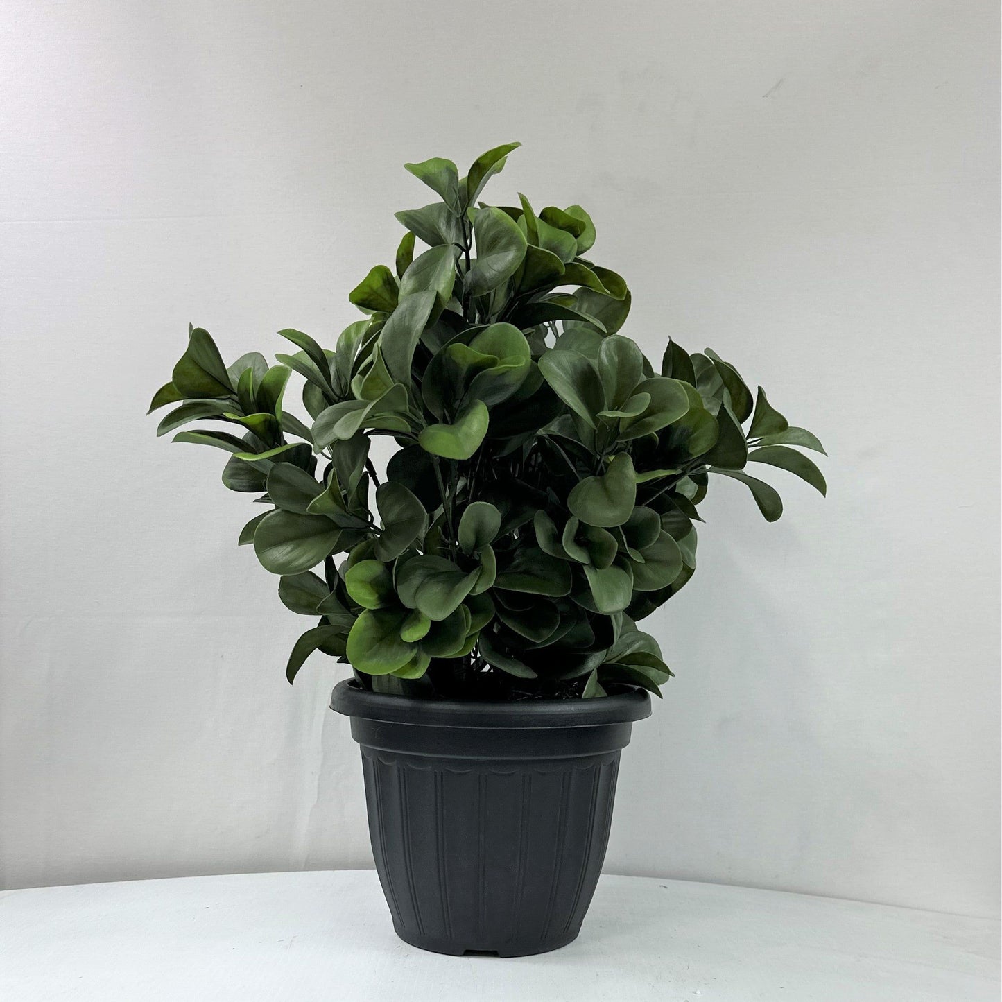 Noble Laurel Bush Potted