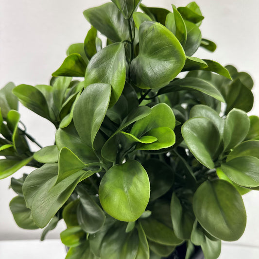 Noble Laurel Bush Potted