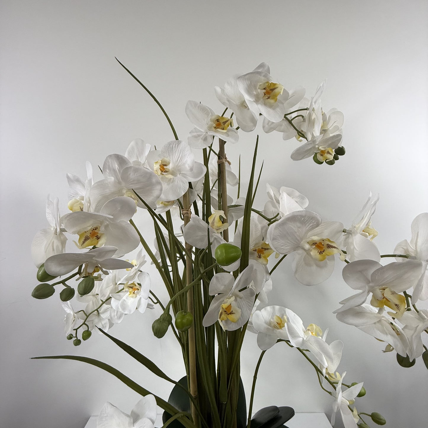 Orchid Cloud
