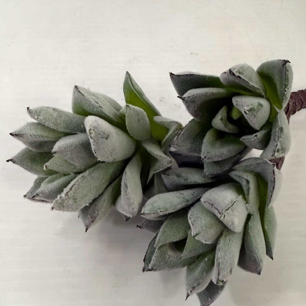 Frosted Pineapple succulent (set of three)