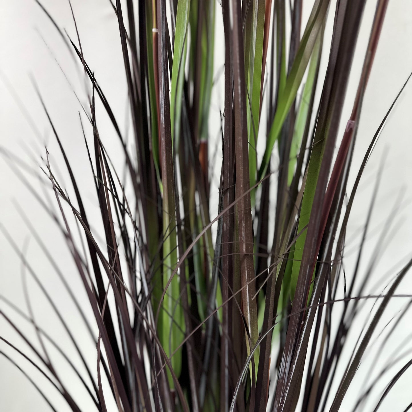 Pampas grass with plume 60.5" plumes