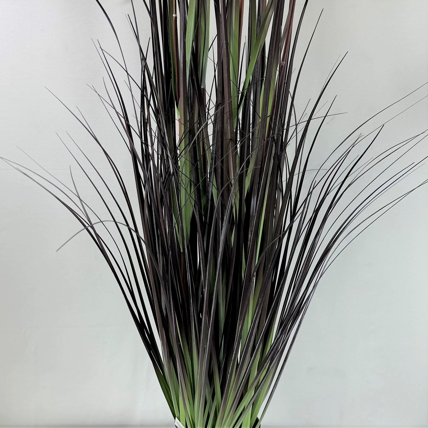Pampas grass with plume 60.5" plumes