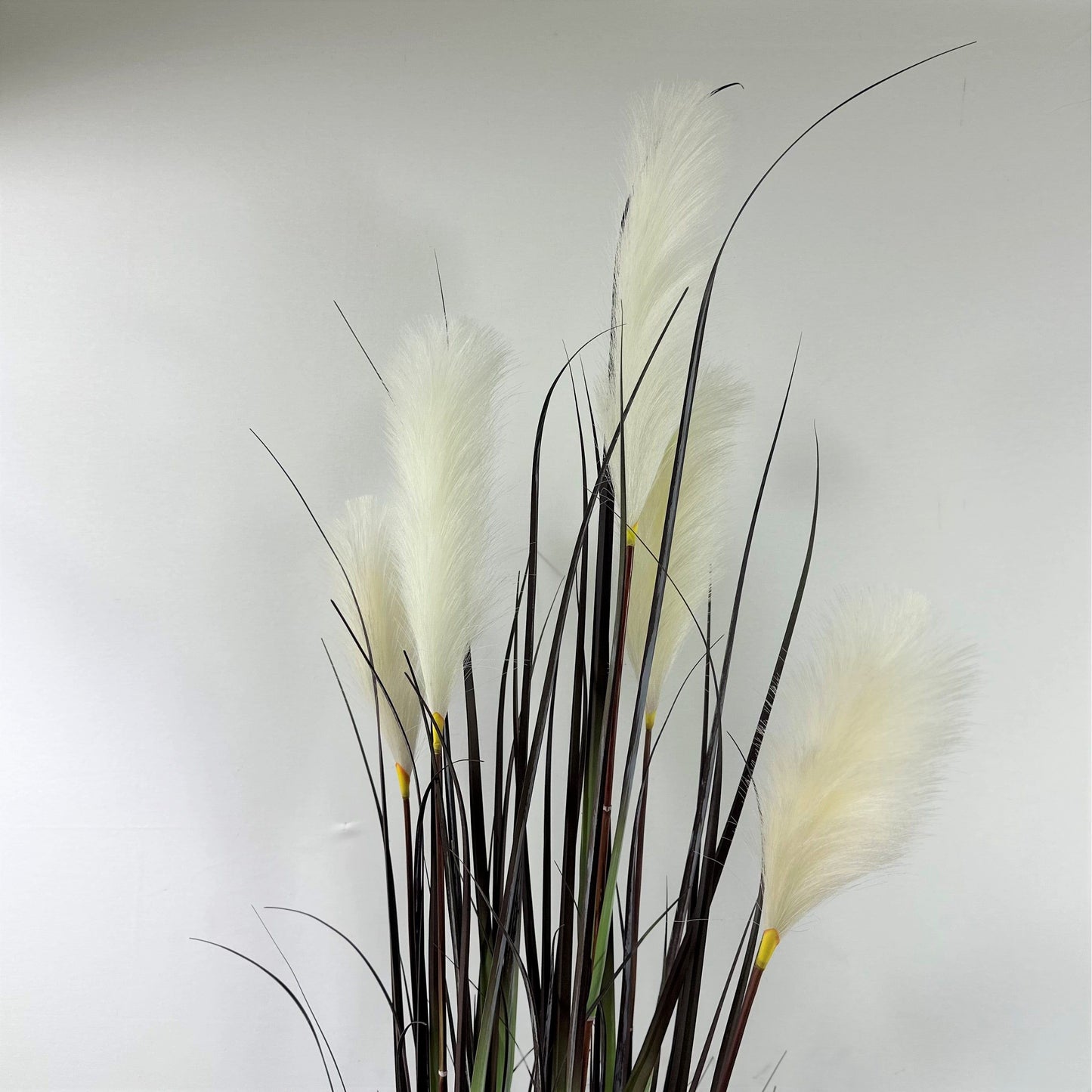 Pampas grass with plume 60.5" plumes