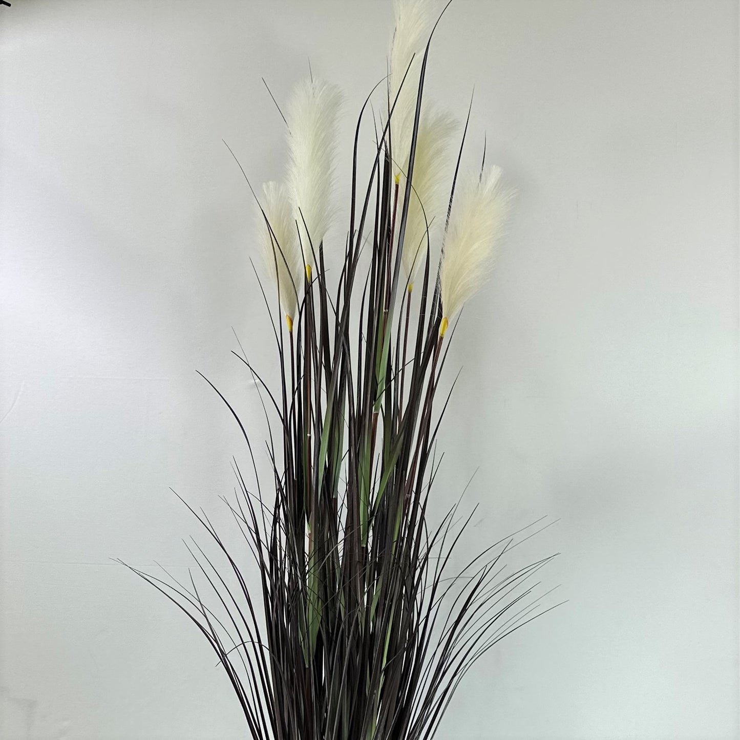 Pampas grass with plume 60.5" plumes