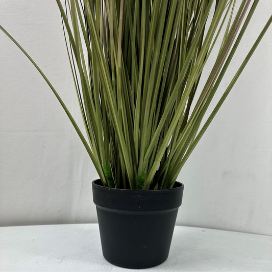 Savanna Lion Grass - 50"W with 7 Plumes