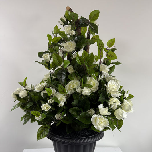 Rose bush UV protected (instore pick up only)