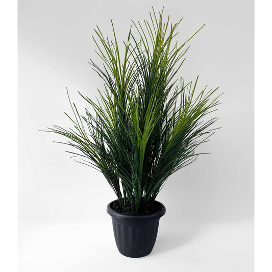 Wheat Grass Potted Triple Set