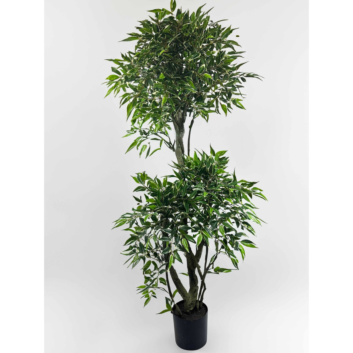 Outdoor Ficus Topiary 5.5ft ( instore pick up only )
