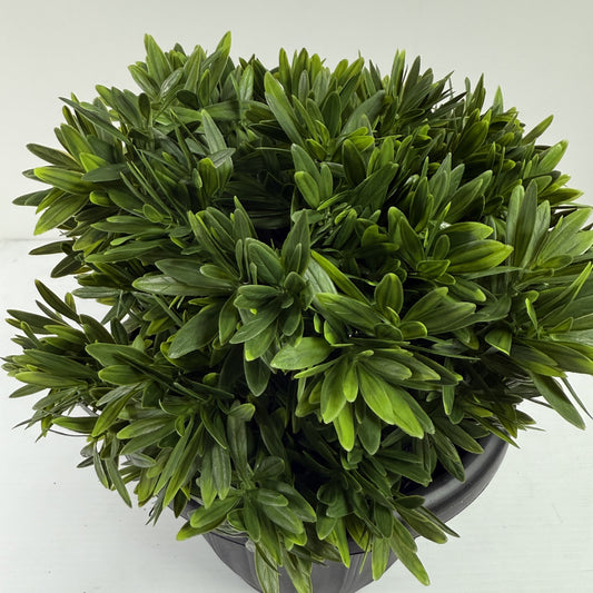 Riviera ball large 16"