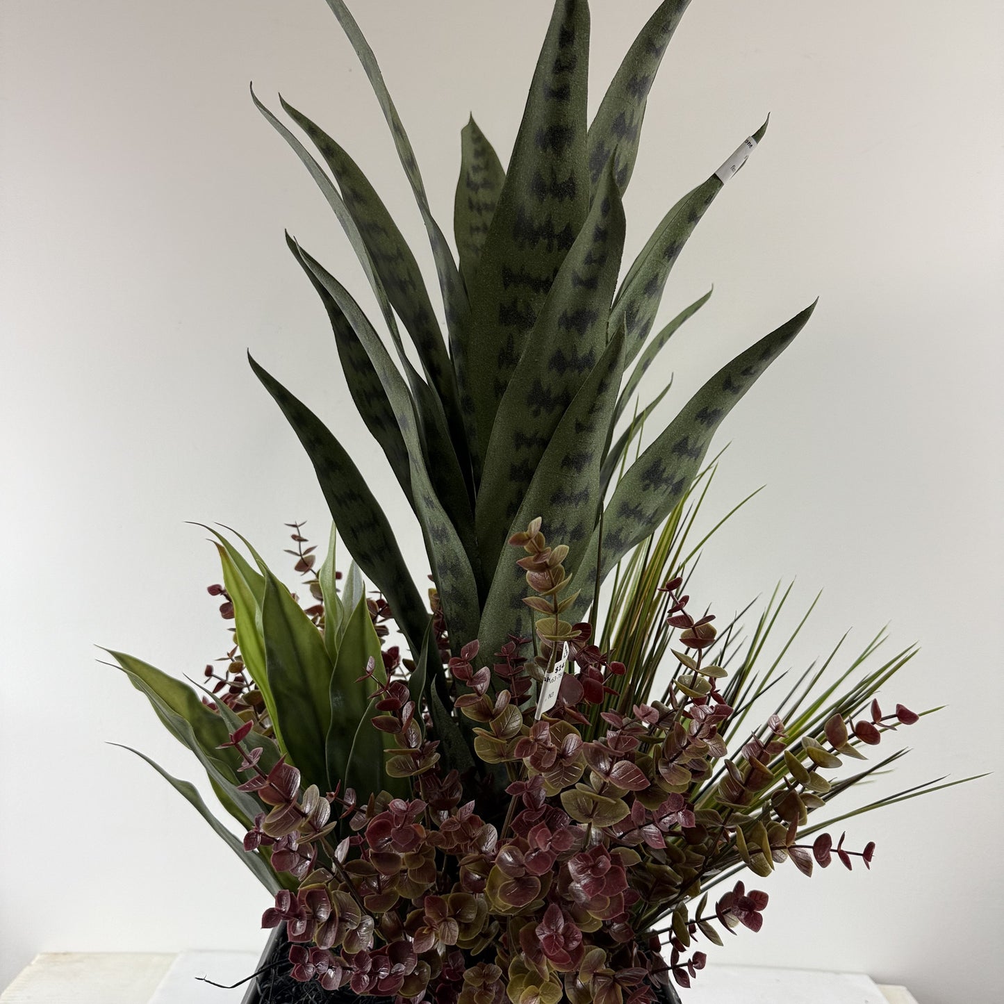 Serpentina Sansevieria insert 10"