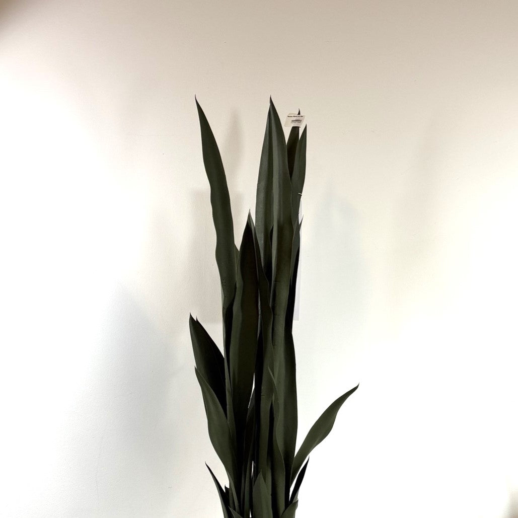 Snake plant potted 38 " dark green