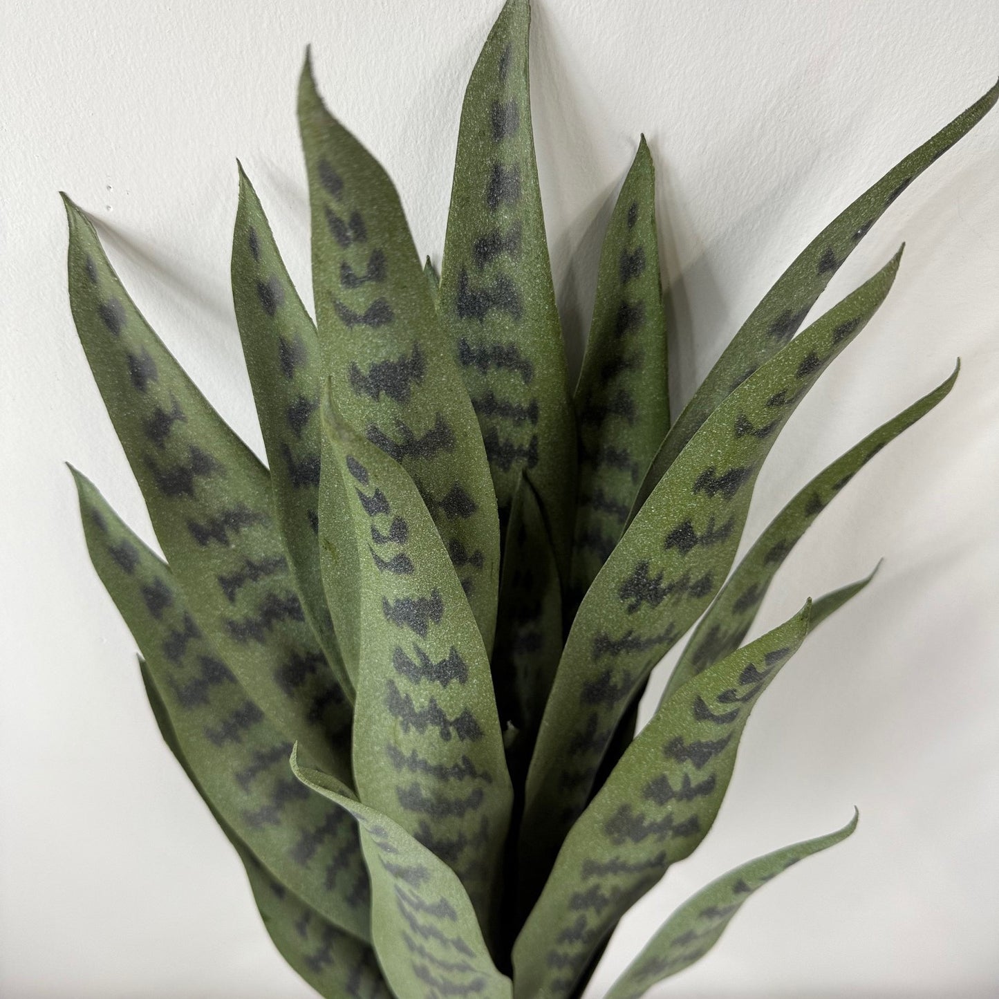 Snake plant potted 38 " dark green