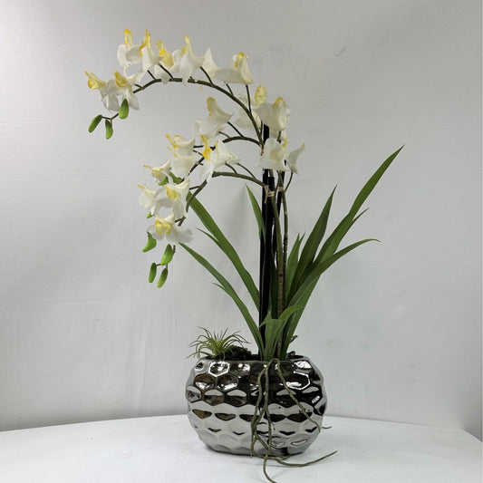 Dendrobium Orchid X 3 in silver vase