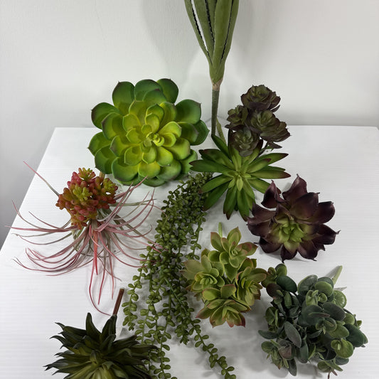 Succulent Deluxe Starter Kit. 10 Plants