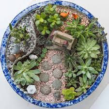 Succulent Deluxe Starter Kit. 10 Plants