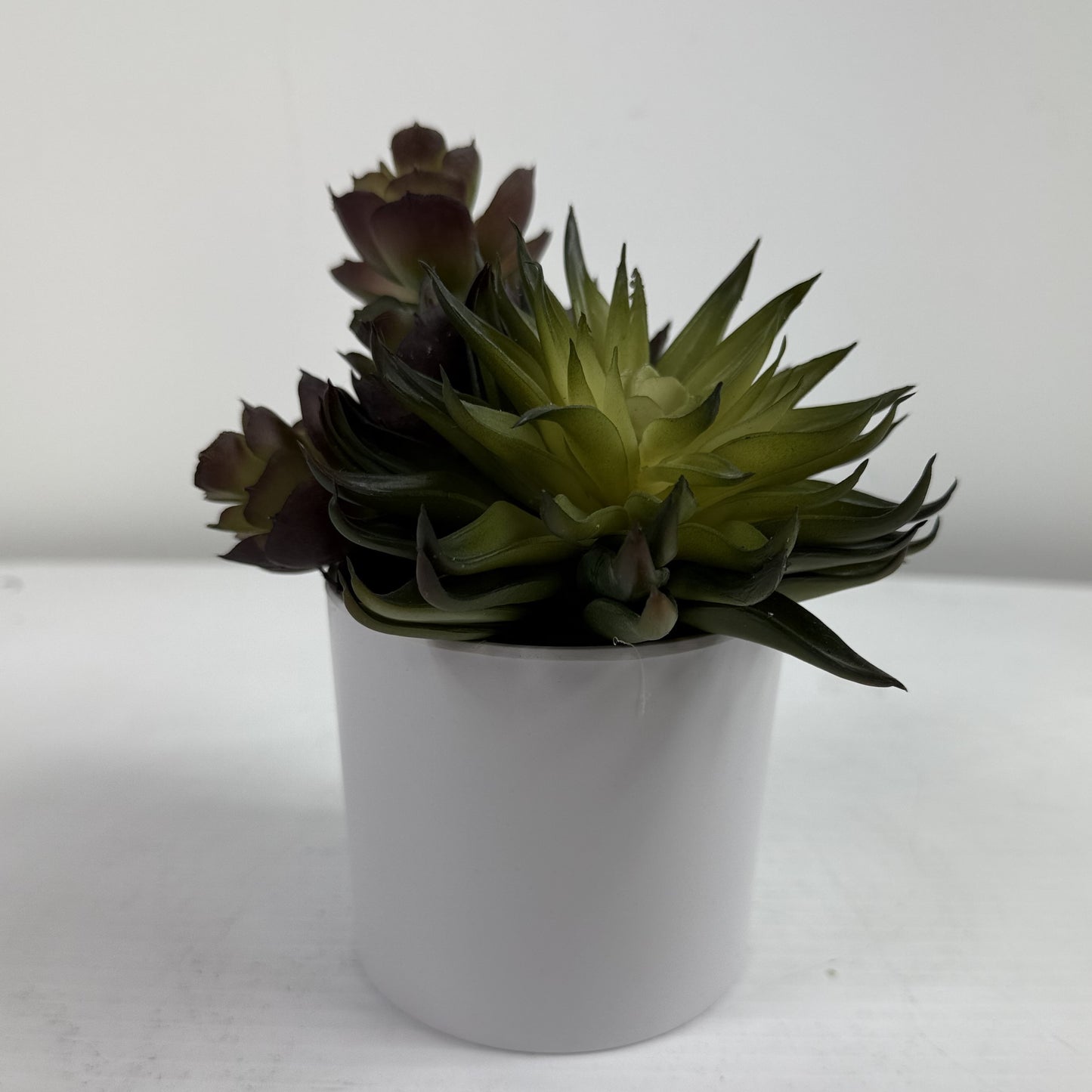 Succulent Garden (Set of 2)